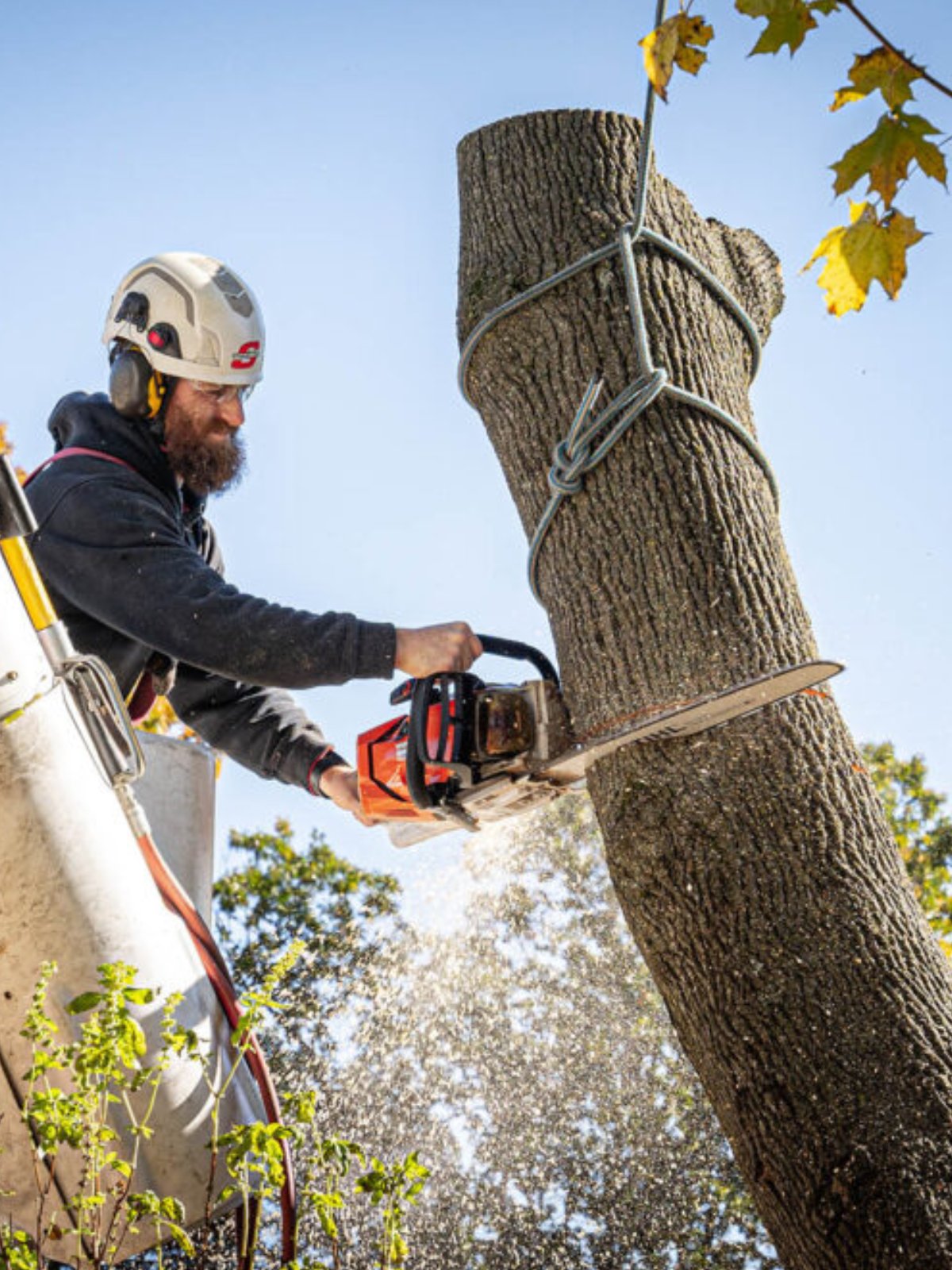 Medrano Tree Services